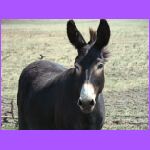 Donkey 3.jpg